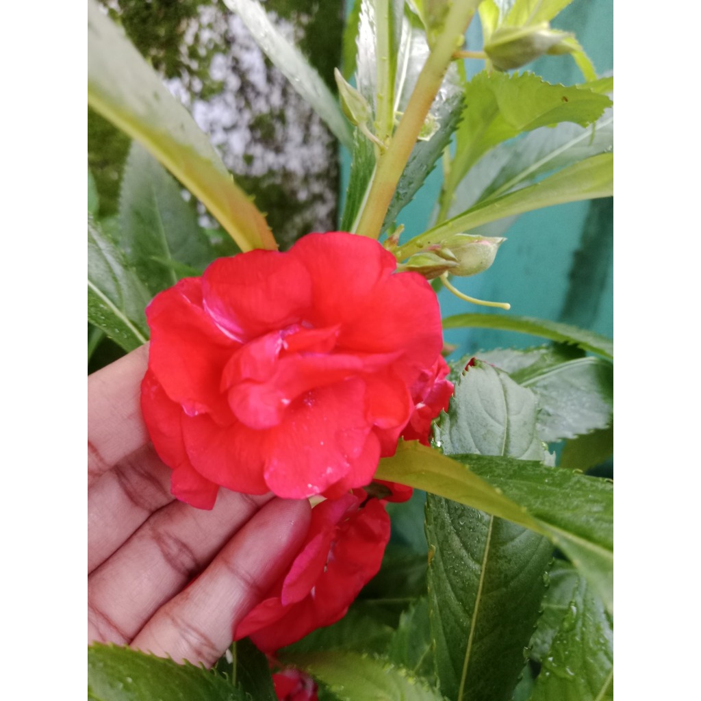 Bibit Bunga Pacar Air Tumpuk