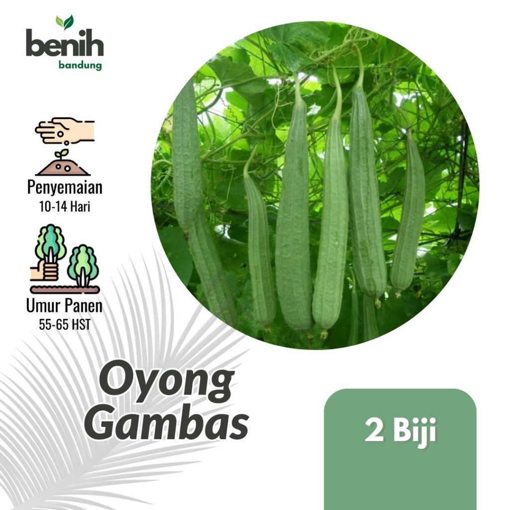 2 Benih Oyong Gambas Panjang Bibit Sayuran Hibrida F1