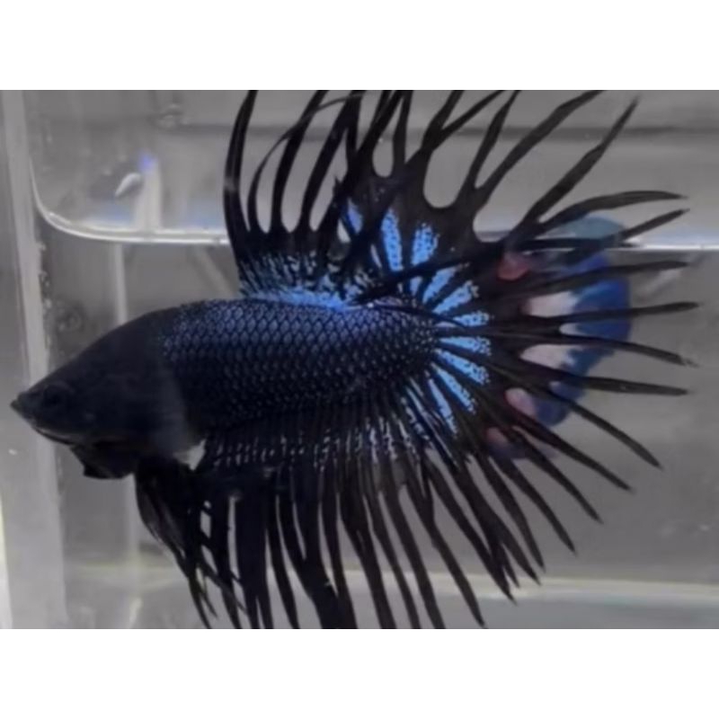 HIASAN AQUARIUM CUPANG CT BLACK ORCHID / BISA COD