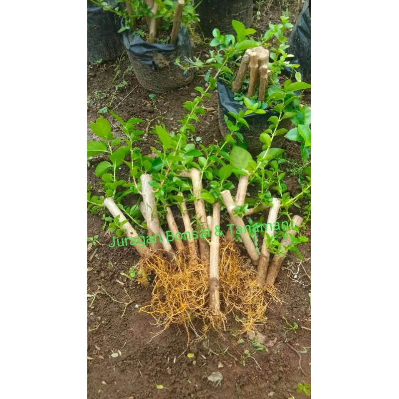 Bibit Bonsai Sancang Besar Jempol Tangan