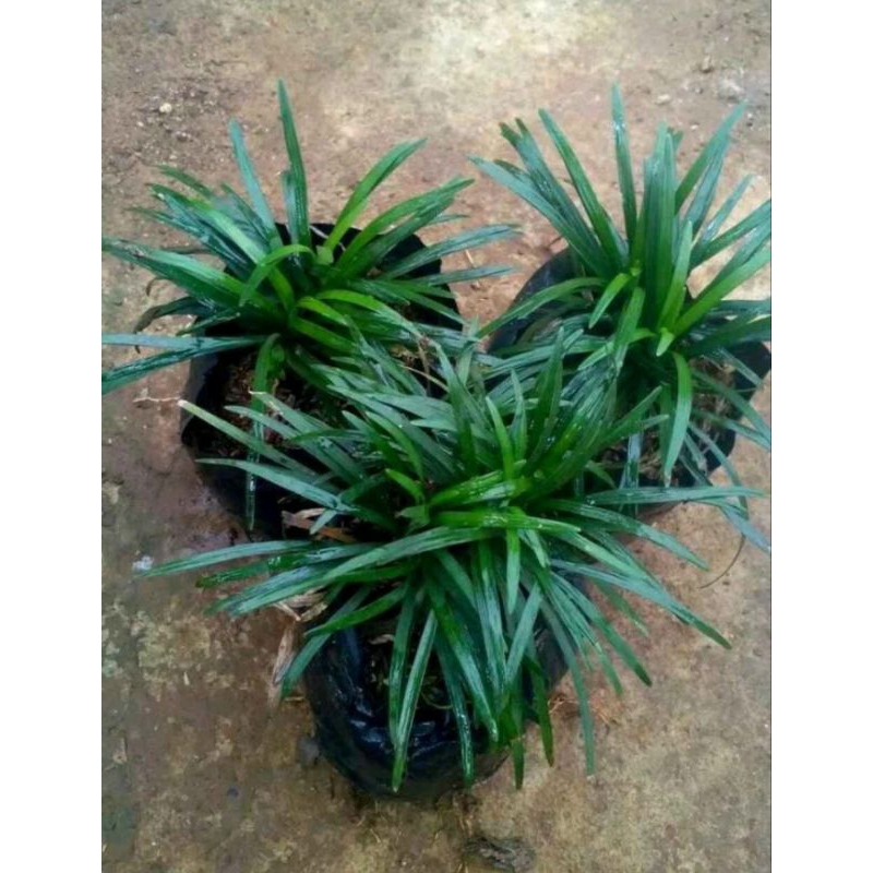 Tanaman Rumput Kucai Mini - Tanaman Kucai Asli Kucai Mini