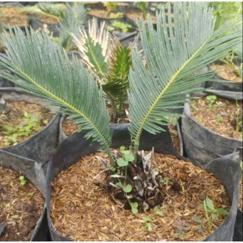 Tanaman Sikas / mawar jambe