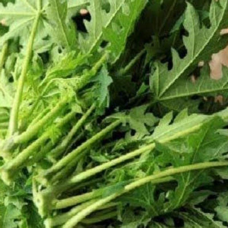 

DAUN PEPAYA SEGAR DI PETIK DADAKAN