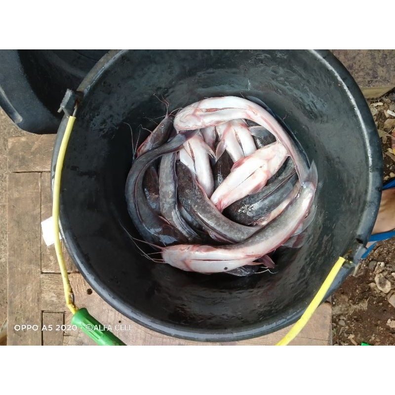 

lele opes tanpa bumbu isi 4-6 ekor /500gram