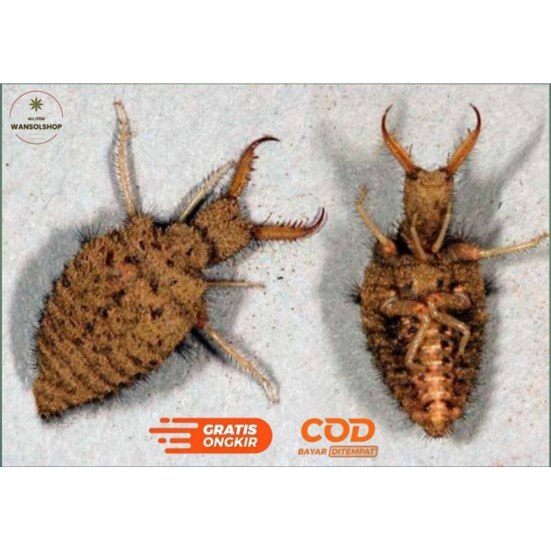 

Promo COD paket 110 ekor tembukur +bonus /undur undur hidup,untk herbal