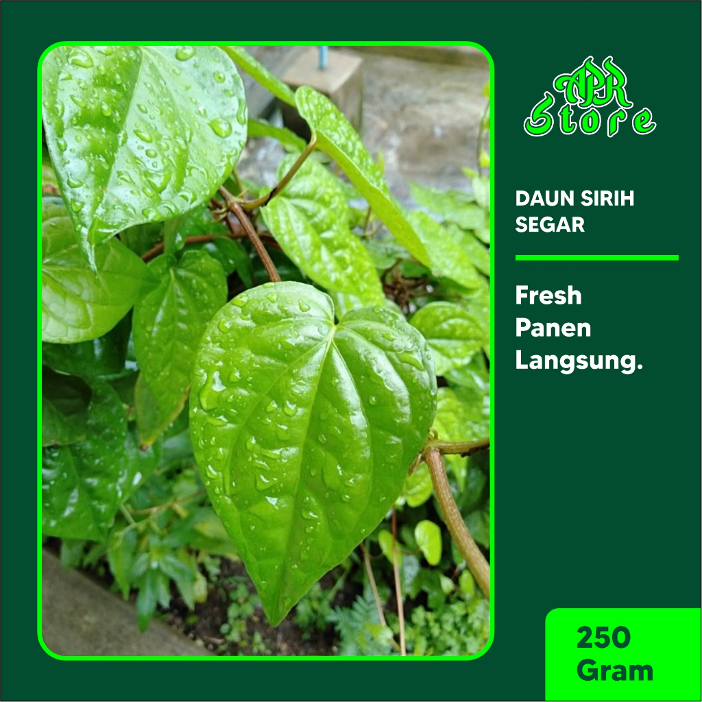 

TERMURAH!! DAUN SIRIH HIJAU SEGAR