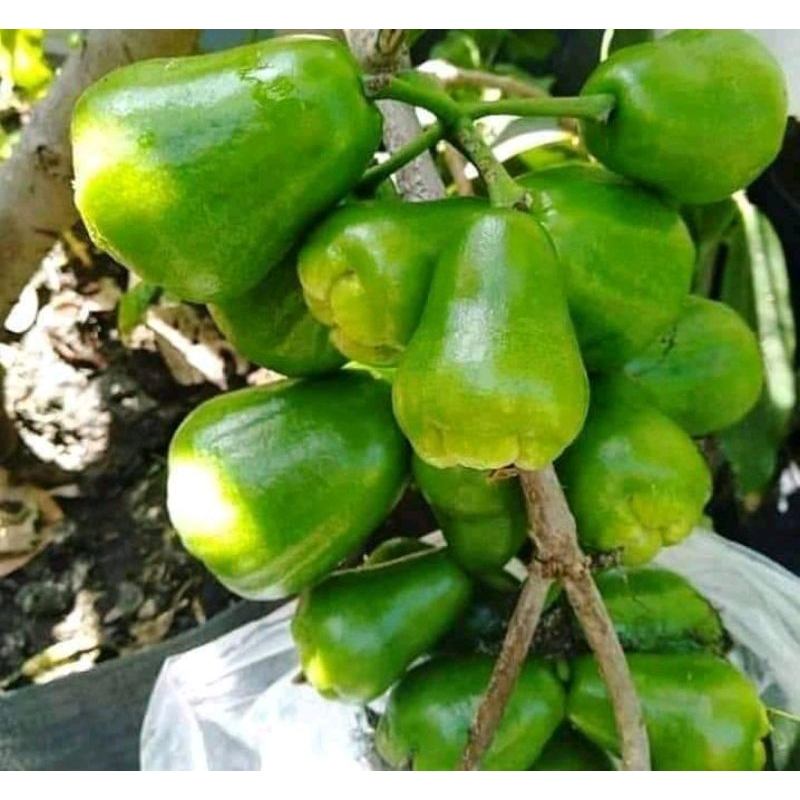 

jambu kiojok