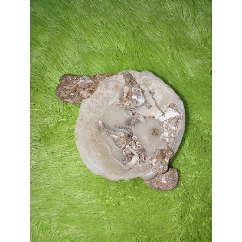 

kerang membatu unik antik