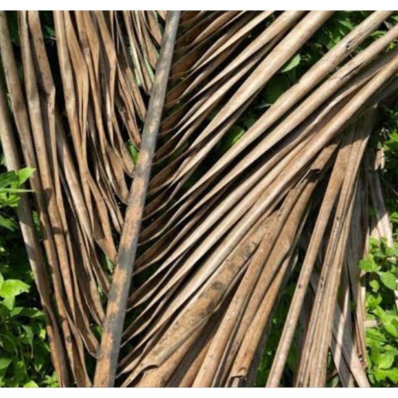 

Daun kelapa kering isi 100 batang natural