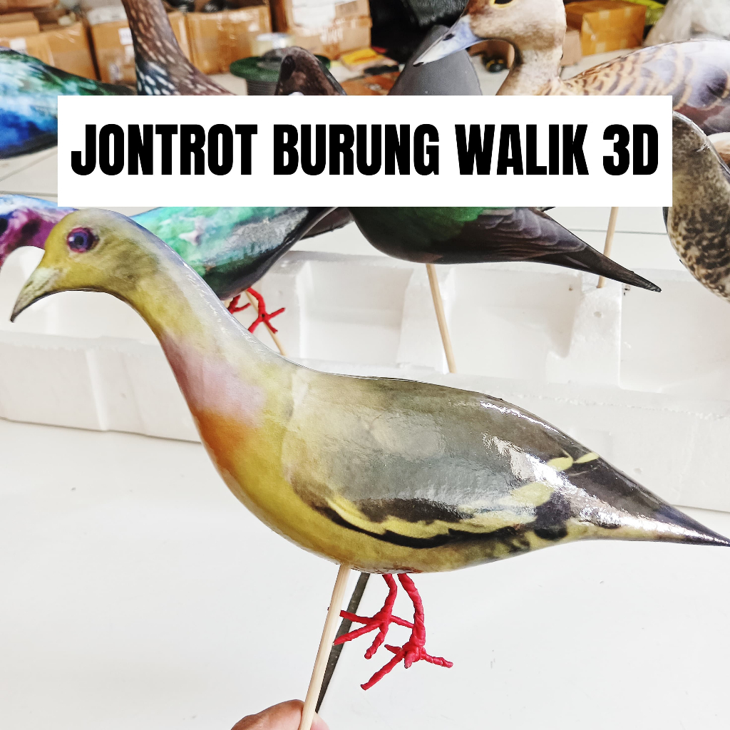 jontrot burung walik 3d / jontrot pikat burung walik