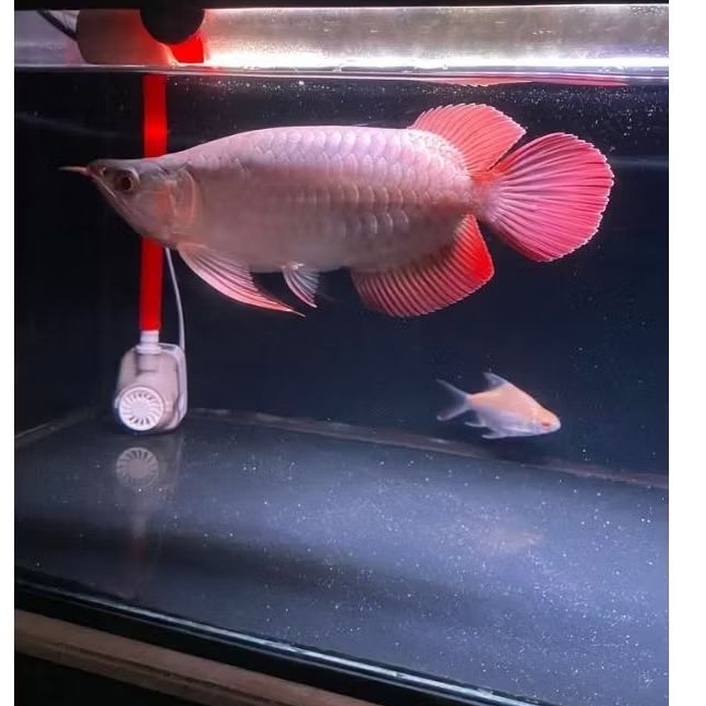 ARWANA SUPER RED SHORT BODY