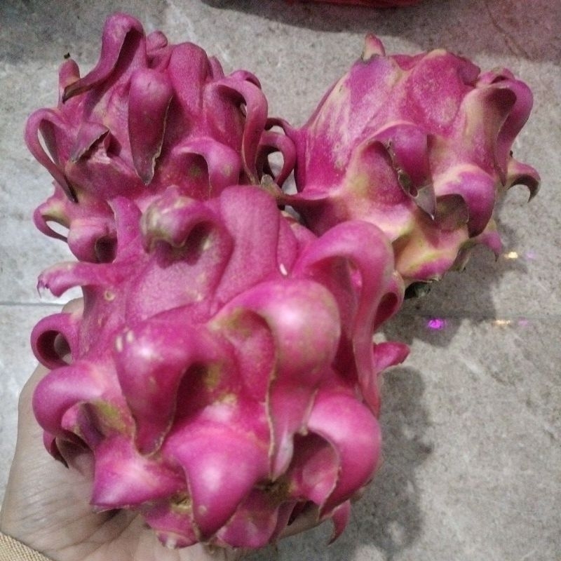

Buah Naga Murah 1kg