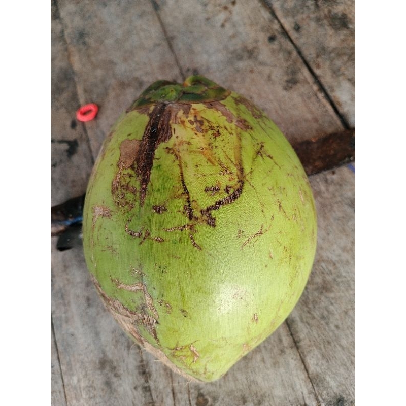 

Degan kelapa muda original by Rezrayshop
