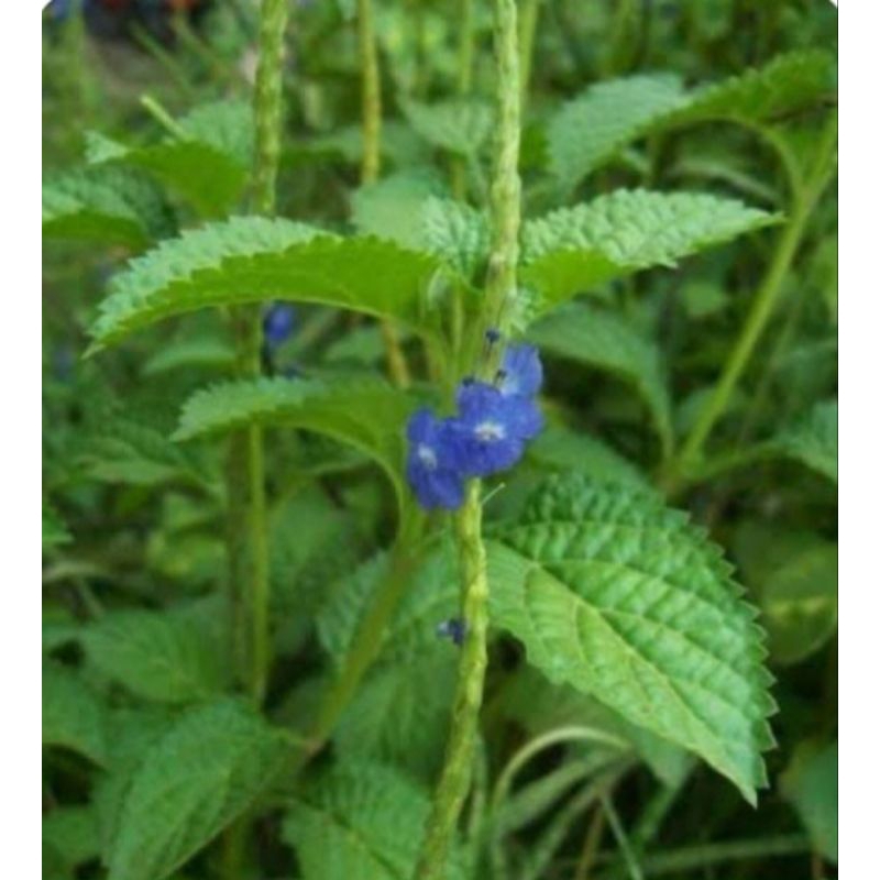 

Jual daun jarong atou pecut kuda segar organik 500 g