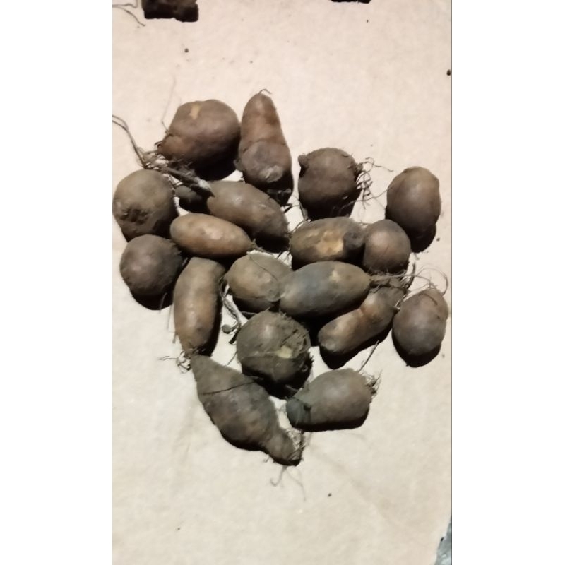 Kumbili/Gembili/Ubi/Kentang Hitam size Kecil 1kg