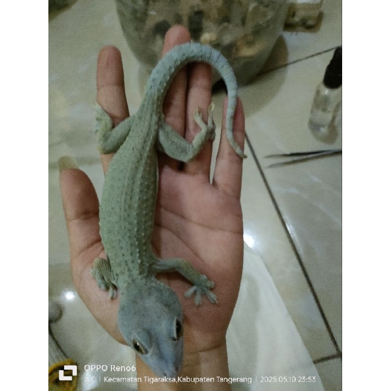 Tokek rumah. moprh olive.