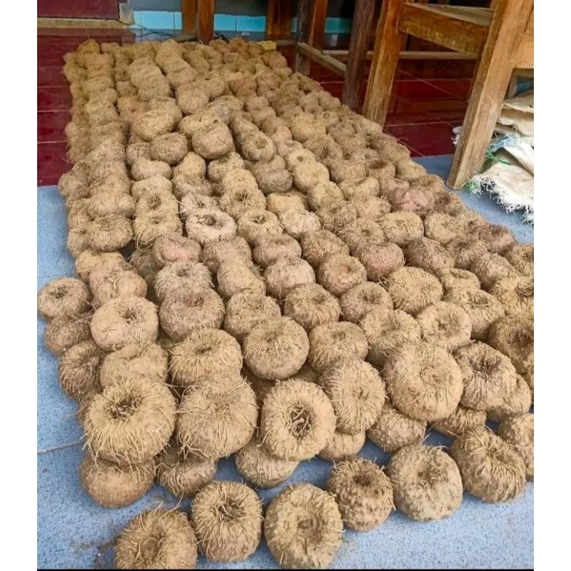 bibit umbi porang asli dorman dari madiun 1kg