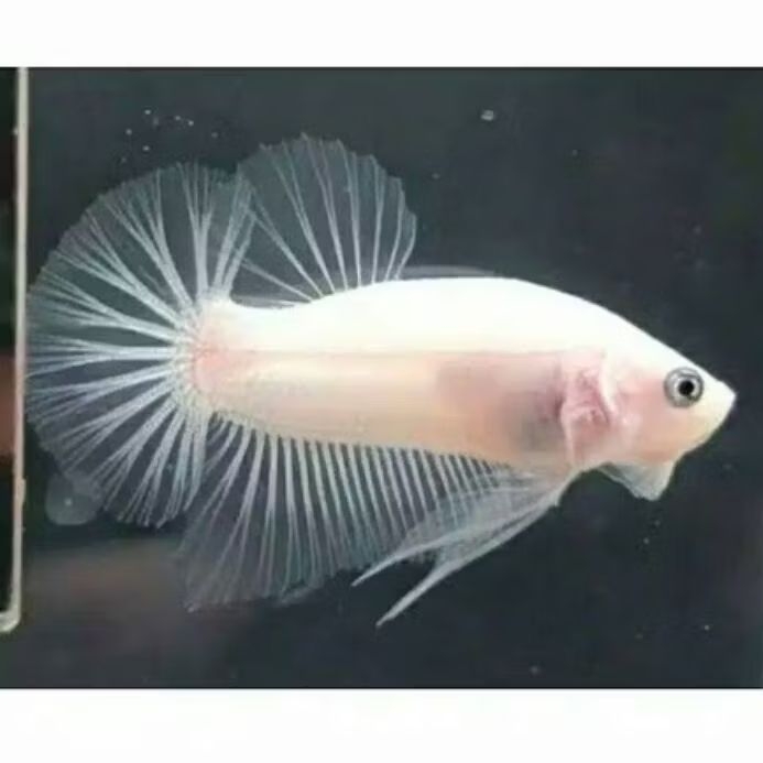 Cupang celo cendolan bahan mutasi murah