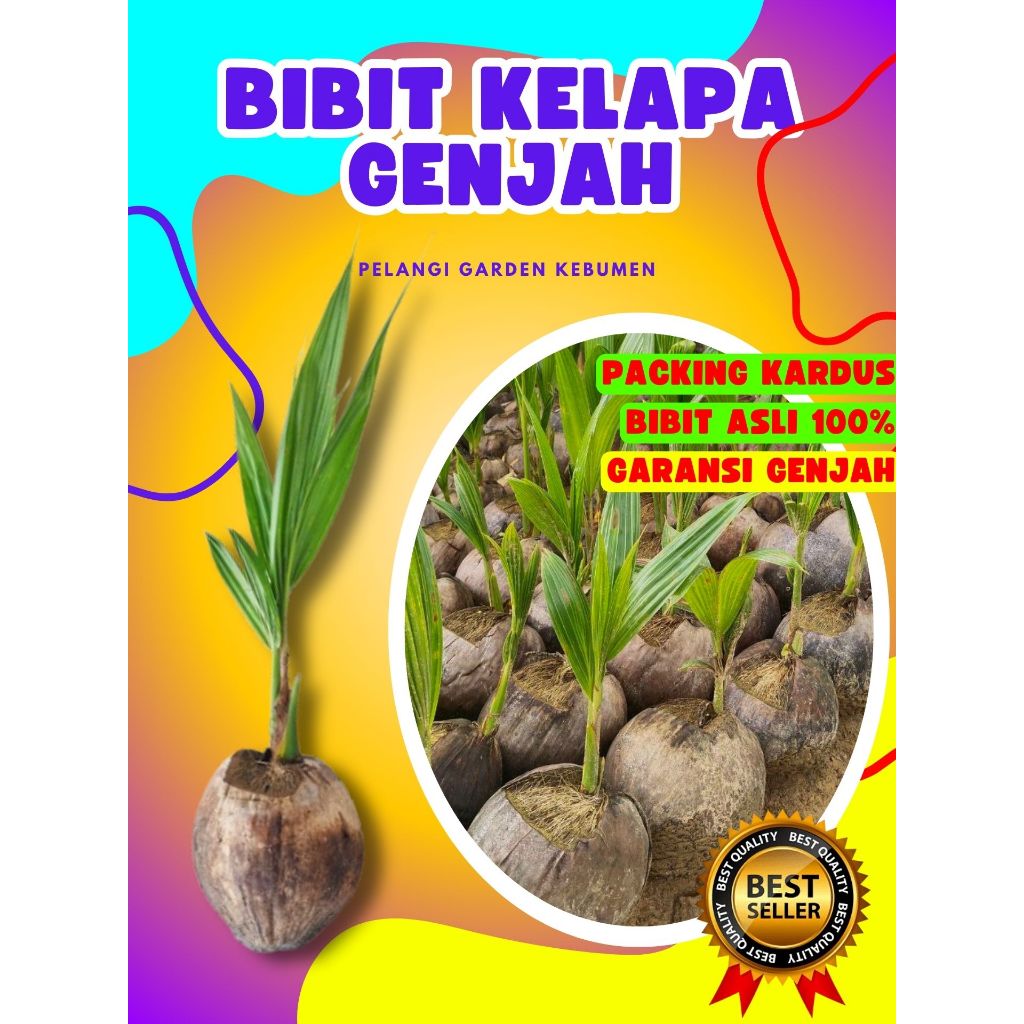 CEPAT BUAH..  Tanaman Buah Kelapa Kopyor Madu, Tanaman Buah Kelapa Kopyor Sumenep, Tanaman Buah Kela
