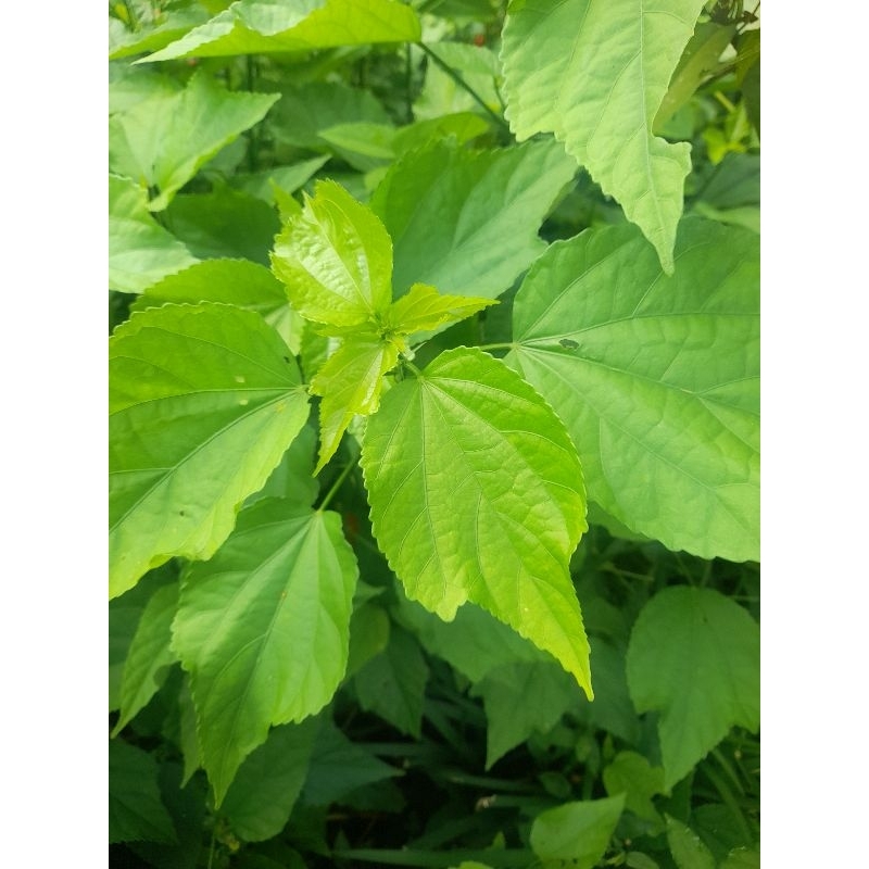 

Daun bungga sepatu segar murah 250 gram