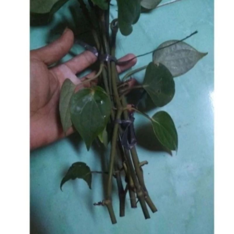 BIBIT MERICA PERDU 10 batang//merica perdu // lada perdu