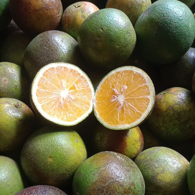 

Jeruk Baby Java Manis 2Kg (Warna Kulit hijau, ukuran campur)