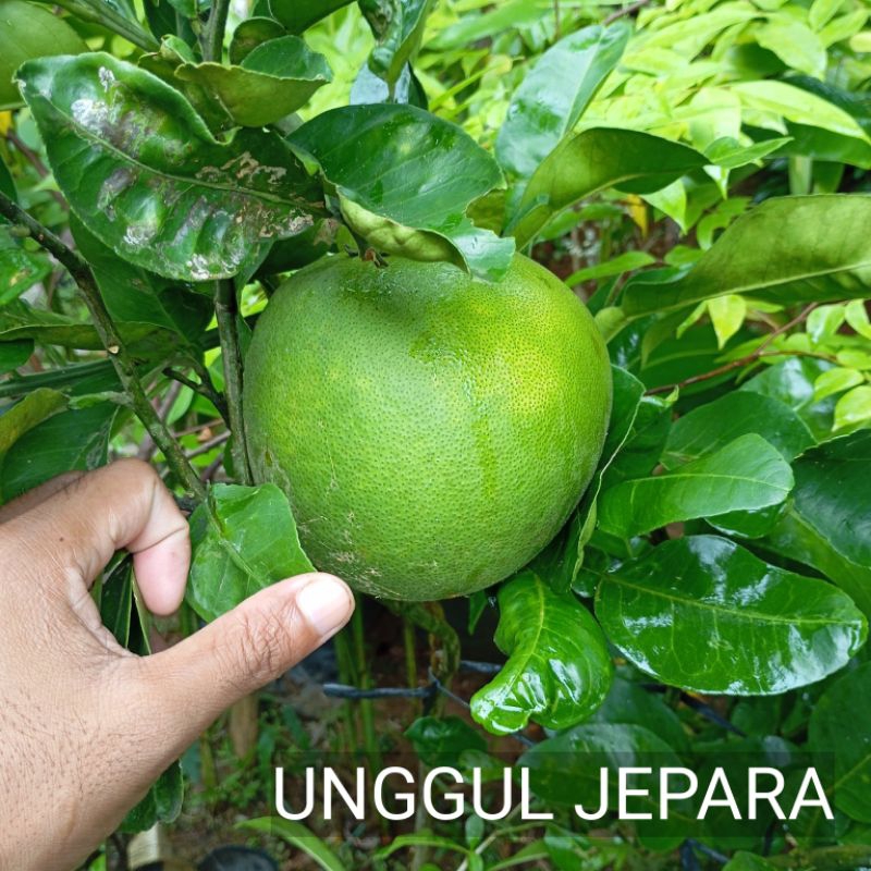 BIBIT JERUK BALI JUMBO