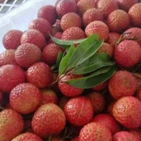 

Buah LECY MADU manis segar perkilo