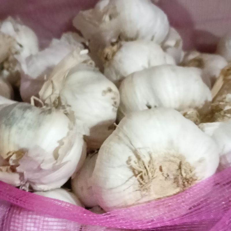 

Bawang Putih Kulit – Segar, Alami, dan Siap Olah