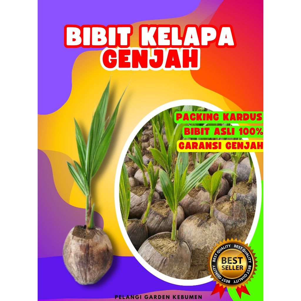 PALING DICARI..! Bibit Kelapa Genjah, Bibit Kelapa Genjah Pendek, Bibit Kelapa Genjah Entok