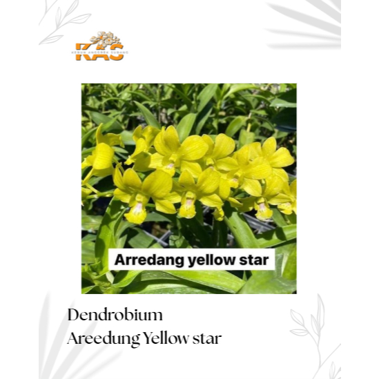 DENDROBIUM SIAP BUNGA ID ARREDANG YELLOW STAR