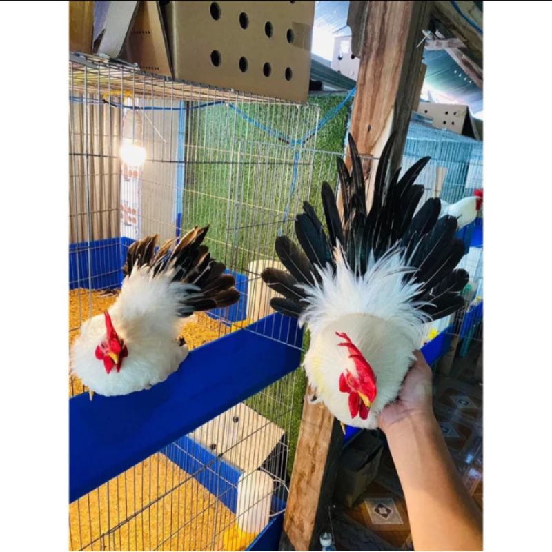 

TELUR AYAM HIAS KATE CHABO BLACKTAIL INDUKAN IMPORT SIAP TETAS