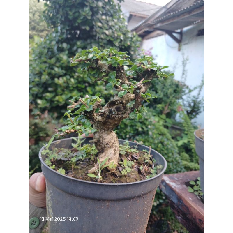 Bonsai hokiantea mikro mame berkarakter bagus bogel