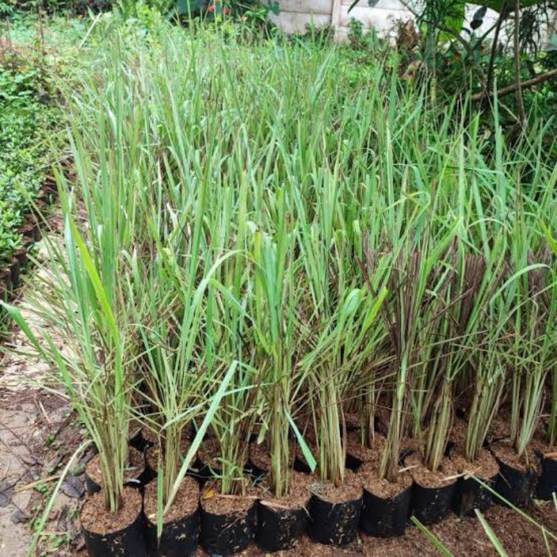 

tanamamn sereh wangi