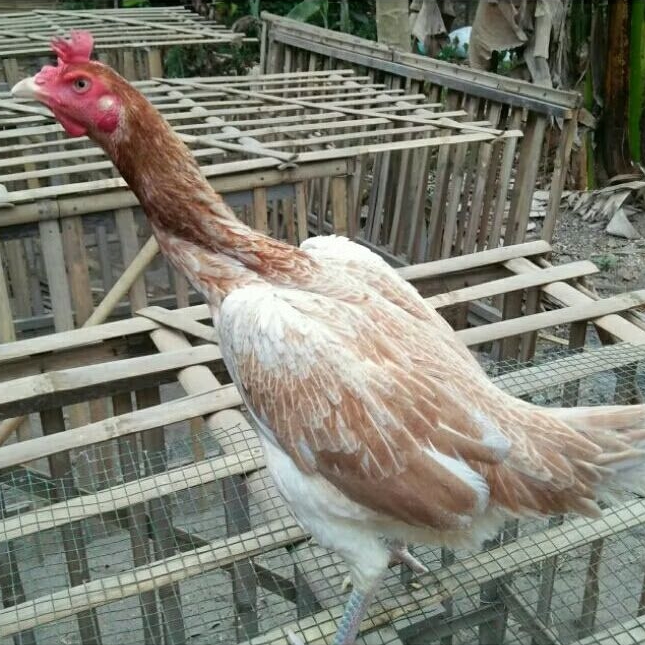 Glaciaamart Telur Fertil Telur Tetas Ayam Aduan Pamangon Cros Pama