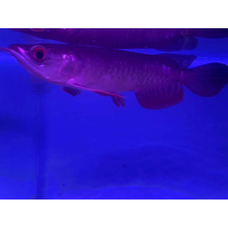 Arwana green pino size 25&40cm Serti chip tanam