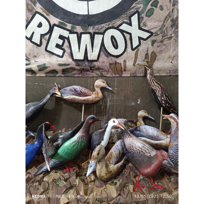 JONTROT BURUNG MIRIP ASLI TEKUKUR PUNAI WALIK RUAK2 DERUK TIKUSAN ALIS PUTIH TAHAN PENYOK KUALITAS P