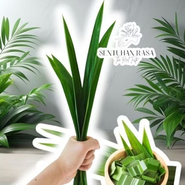 

[Sentuhan Rasa] Daun Pandan Segar Lembaran / Pandan Leaf