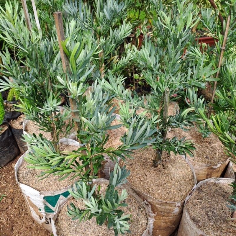 Tanaman Hias Lohansung Blue ice (Lohansung silver)