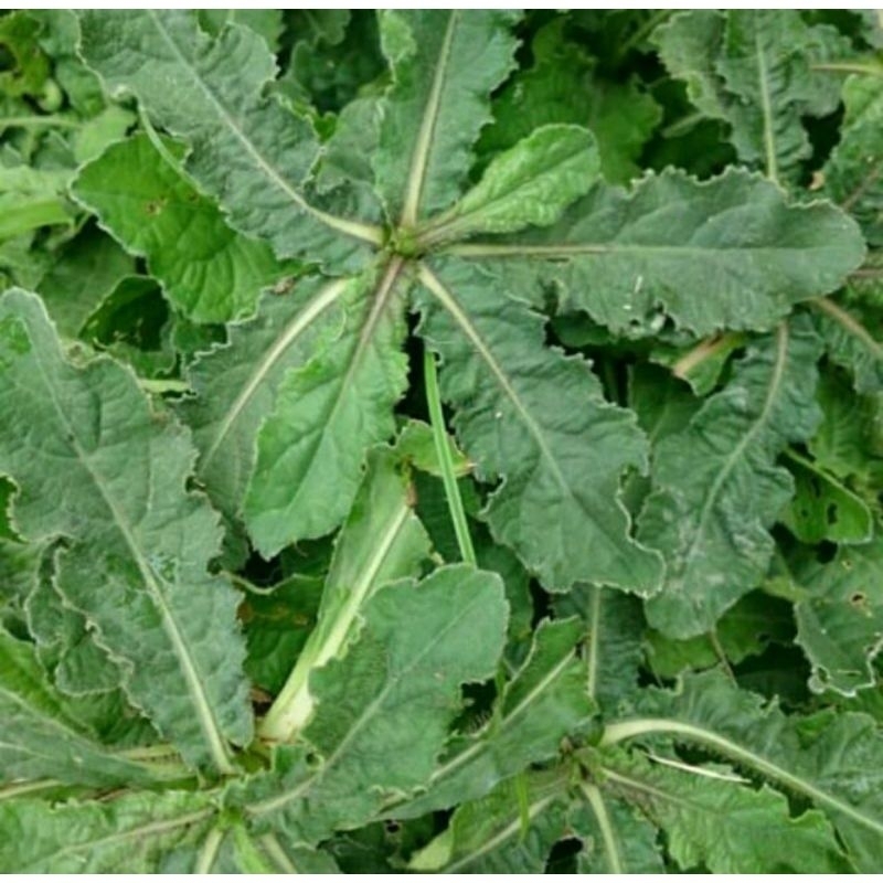 

(20 lembar) Daun tapak liman segar