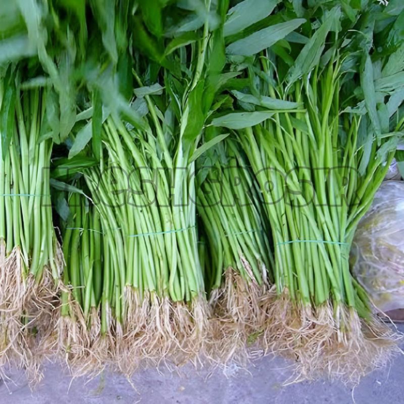 

FreshGrosir-sayur Kangkung segar per ikat | water spinach