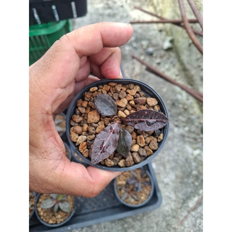 Euphorbia Francoisii