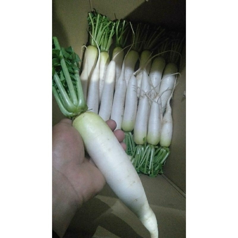 

terlaris termurah LOBAK PUTIH 1kg fresh berkualitas