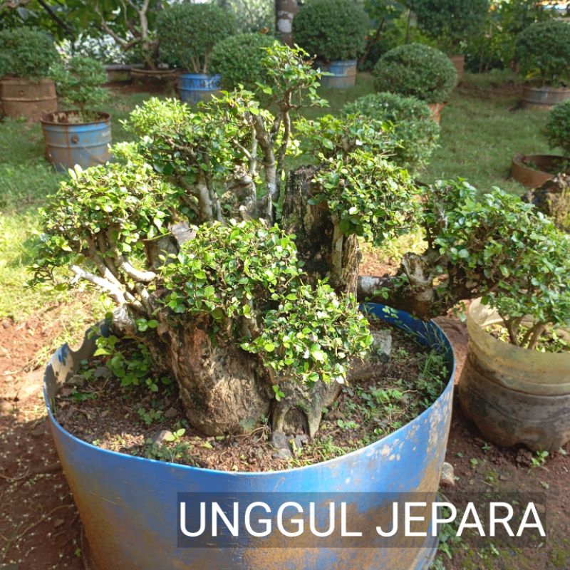BONSAI SERUT SUPER JUMBO