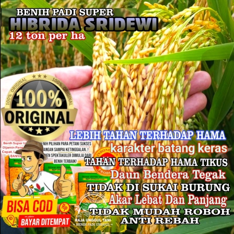 BENIH PADI BIBIT SUPER HIBRIDA f1 SRIDEWI UNGGUL GABAH BERKUALITAS GENJAH HASIL MELIMPAH PONTENSI 12