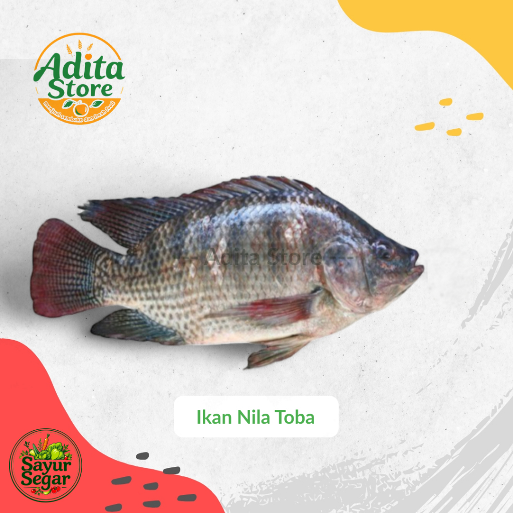 

Ikan Nila Danau Toba Fresh
