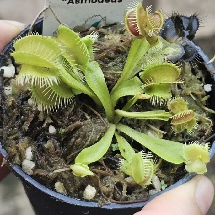 

dionaea Asmodeus