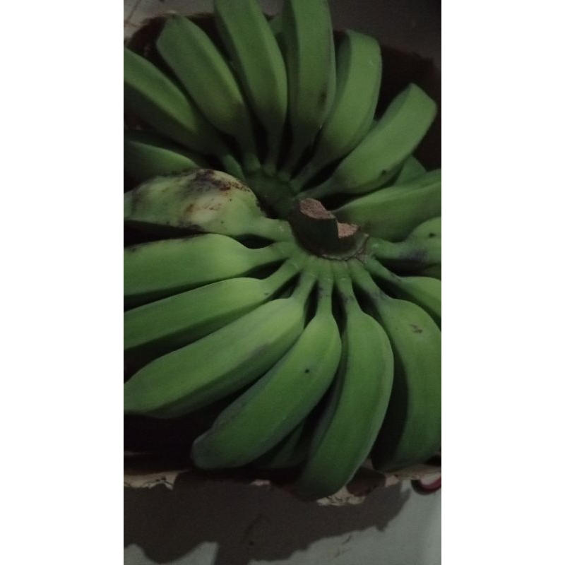 

pisang kapok 3 hari matang