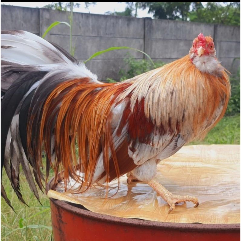 

telur ayam hias gatre tancho siap di tetaskan