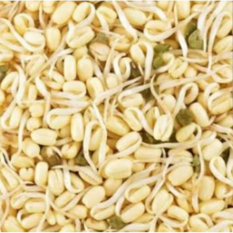 

toge tauge pendek untuk soto rawon